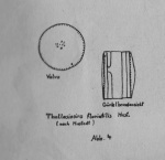 Scheele-1949-4: Details Image preview