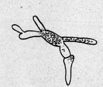 Schwartz-1924-14: Details Image preview