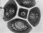 Schwartz-1924-17: Details Image preview