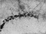 Schwartz-1924-18: Details Image preview