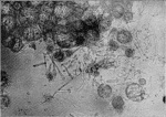 Schwartz-1924-21: Details Image preview
