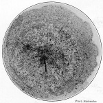 Steinecke-1940-48: Details Image preview