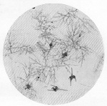 Steinecke-1940-86: Details Image preview