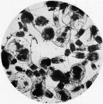 Steinecke-1940-87: Details Image preview