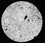 Steinecke-1940-89: Details Image preview