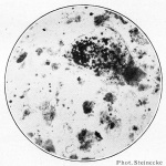 Steinecke-1940-95: Details Image preview