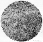 Steinecke-1940-96: Details Image preview