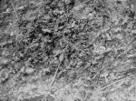 Thienemann+Kieffer-1912-4: Details Image preview