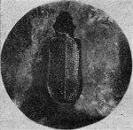 Von_Lengerken-1923-1: Details Image preview