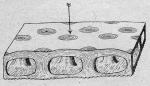 Von_Lengerken-1923-2c: Details Image preview