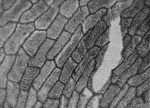 Von_Lengerken-1923-3: Details Image preview