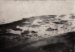 Wasmund-1931-11: Details Image preview