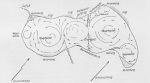 Wasmund-1931-30: Details Image preview