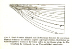 Wasmund-1931-6: Detailansicht Bildvorschau