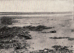 Wasmund-1931-9: Details Image preview