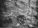Wasmund-1934-12: Details Image preview