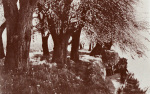 Wepfer-1978-55: Details Image preview