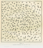 Beling-1929-4: Details Image preview