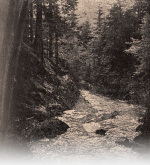 Forsteneichner-1915-111: Details Image preview