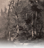 Forsteneichner-1915-121-2: Details Image preview