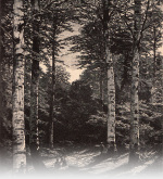 Forsteneichner-1915-29: Detailansicht Bildvorschau