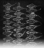 Frisch-1929-30: Details Image preview
