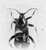 Heikertinger-1925-3: Details Image preview