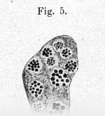 Hirsch-1918-5: Details Image preview
