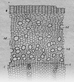 Kuester-1923-2: Details Image preview