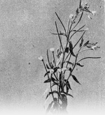 Lehmann-1924-1: Details Image preview