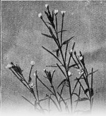 Lehmann-1924-2: Details Image preview