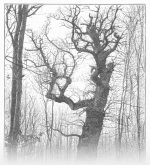 Museum_fuer_Geschichte_des_Naturschutzes-2009-4: Detailansicht Bildvorschau