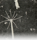 Naumann-1925-218: Details Image preview