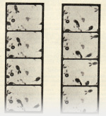 Naumann-1925-230: Details Image preview