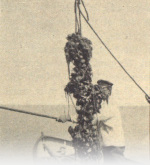 Petersen-1918-11: Detailansicht Bildvorschau