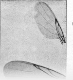 Schmitz-1917-35: Details Image preview