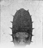 Schmitz-1917-7: Details Image preview