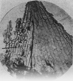 Von_Lengerken-1923-4: Details Image preview