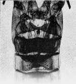 Zavrel-1921-46: Details Image preview