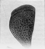 Zavrel-1921-51a: Details Image preview