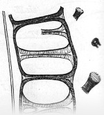 Zavrel-1921-51c: Details Image preview