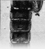 Zavrel-1921-52: Details Image preview