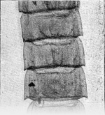 Zavrel-1921-66b: Details Image preview