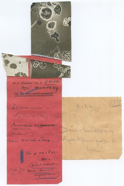 Detailed view of the current image