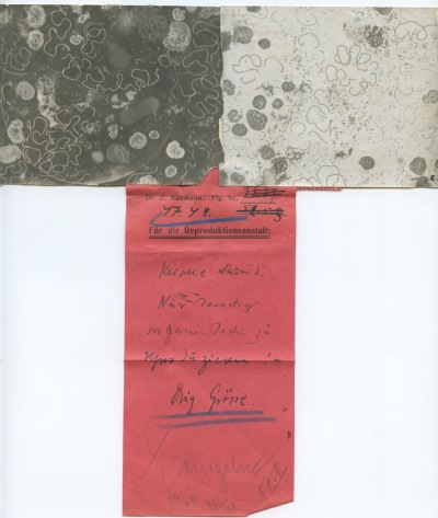 Detailed view of the current image