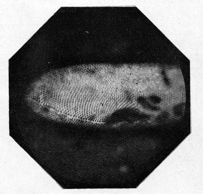 Detailed view of the current image