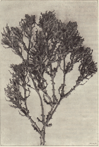 Detailed view of the current image
