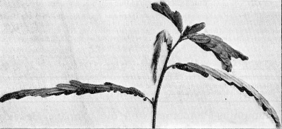 Detailed view of the current image