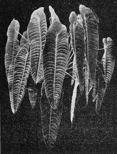 Detailed view of the current image