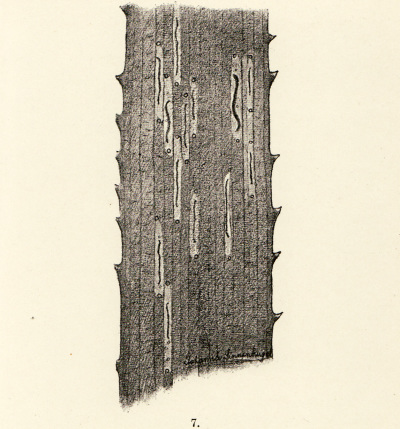 Detailed view of the current image